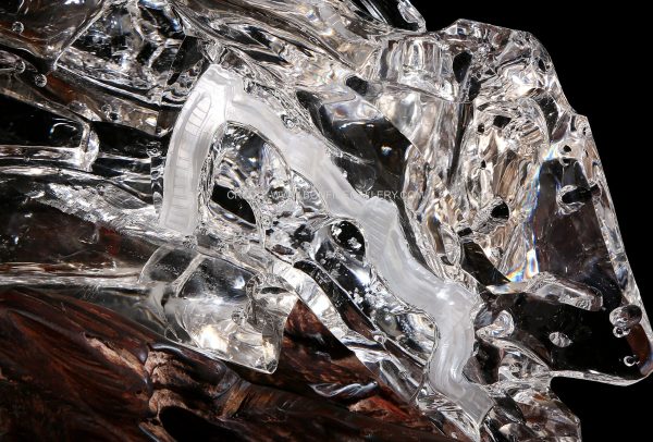 Transparent Equine Dynamics 4